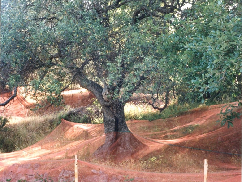 Corse 72